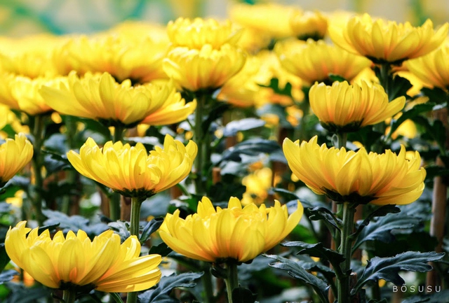 Cảnh b&aacute;o đặc biệt tới c&aacute;c gia đ&igrave;nh đang cắm hoa c&uacute;c tr&ecirc;n b&agrave;n thờ ng&agrave;y Rằm, m&ugrave;ng 1- Ảnh 4.