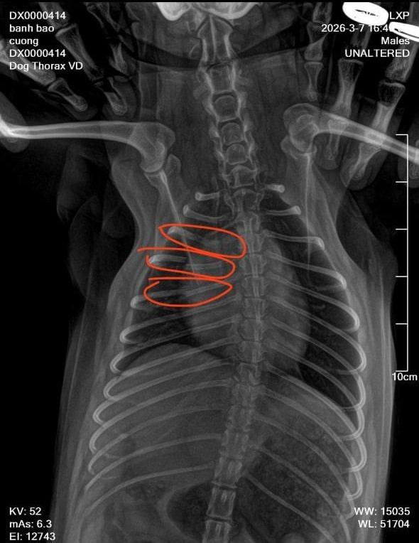 Clip: Người đ&agrave;n &ocirc;ng đ&aacute; ch&oacute; cảnh ở tiệm spa g&acirc;y bức x&uacute;c- Ảnh 1.