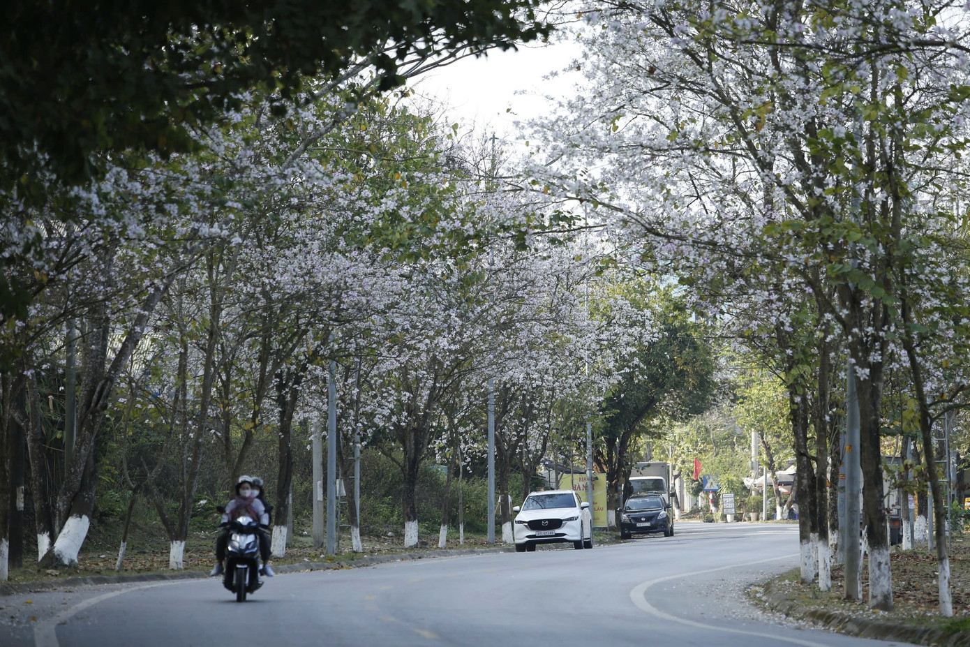 Hoa ban bung nở ngập tr&agrave;n Điện Bi&ecirc;n- Ảnh 1.
