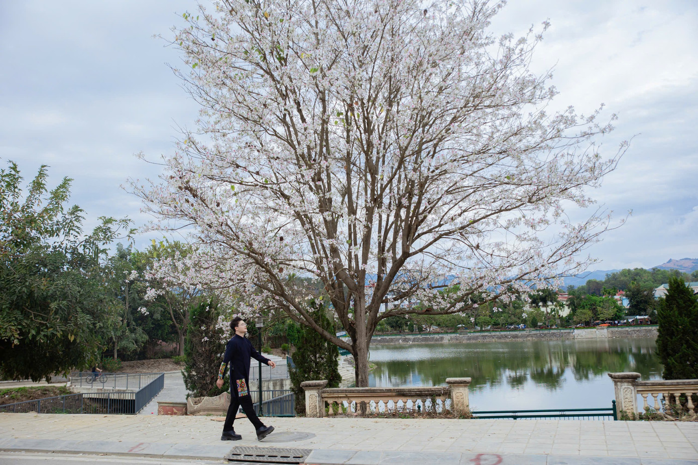 Hoa ban bung nở ngập tr&agrave;n Điện Bi&ecirc;n- Ảnh 11.