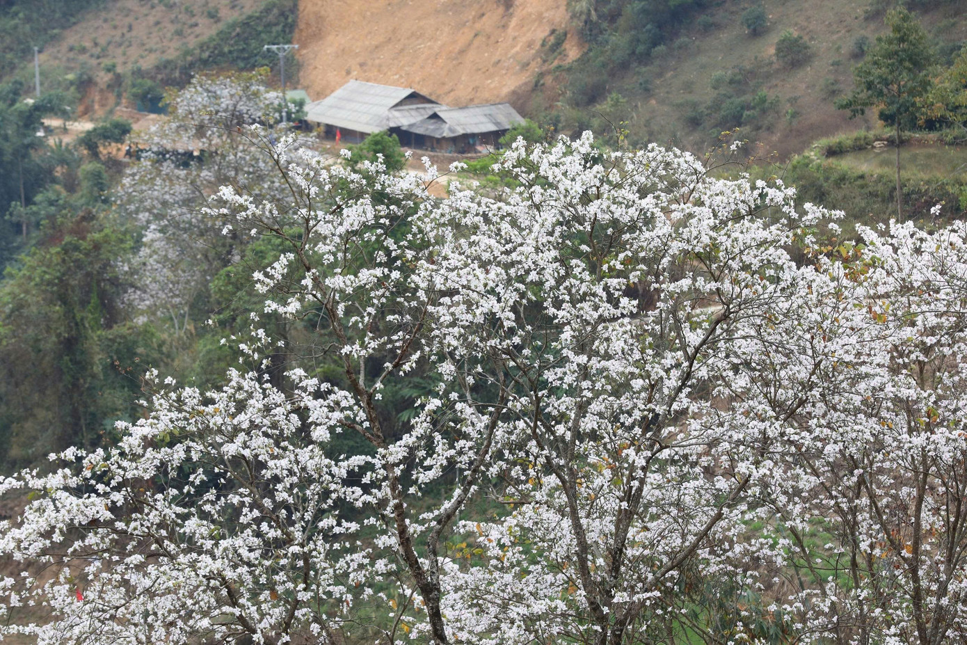 Hoa ban bung nở ngập tr&agrave;n Điện Bi&ecirc;n- Ảnh 8.