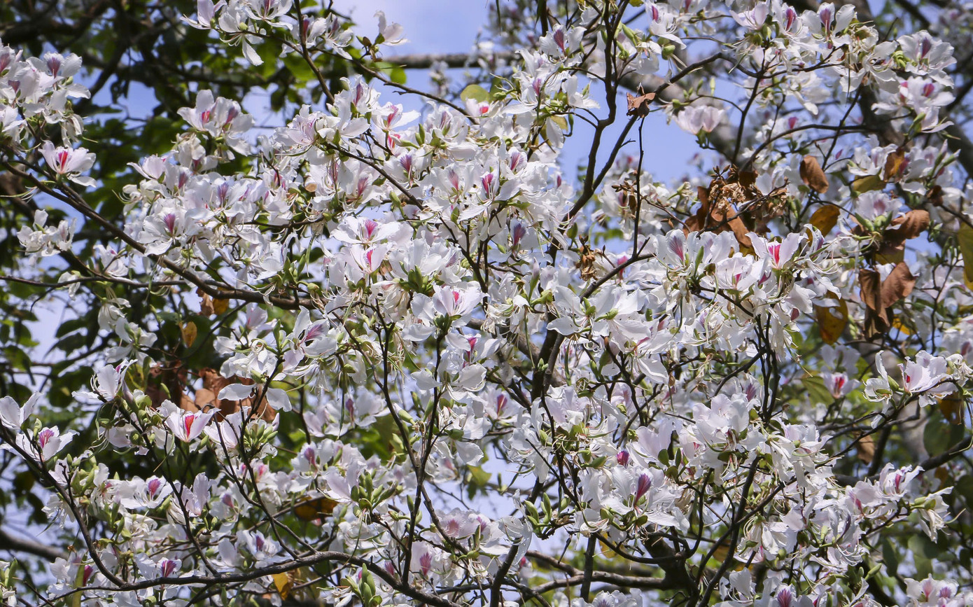 Hoa ban bung nở ngập tr&agrave;n Điện Bi&ecirc;n- Ảnh 4.