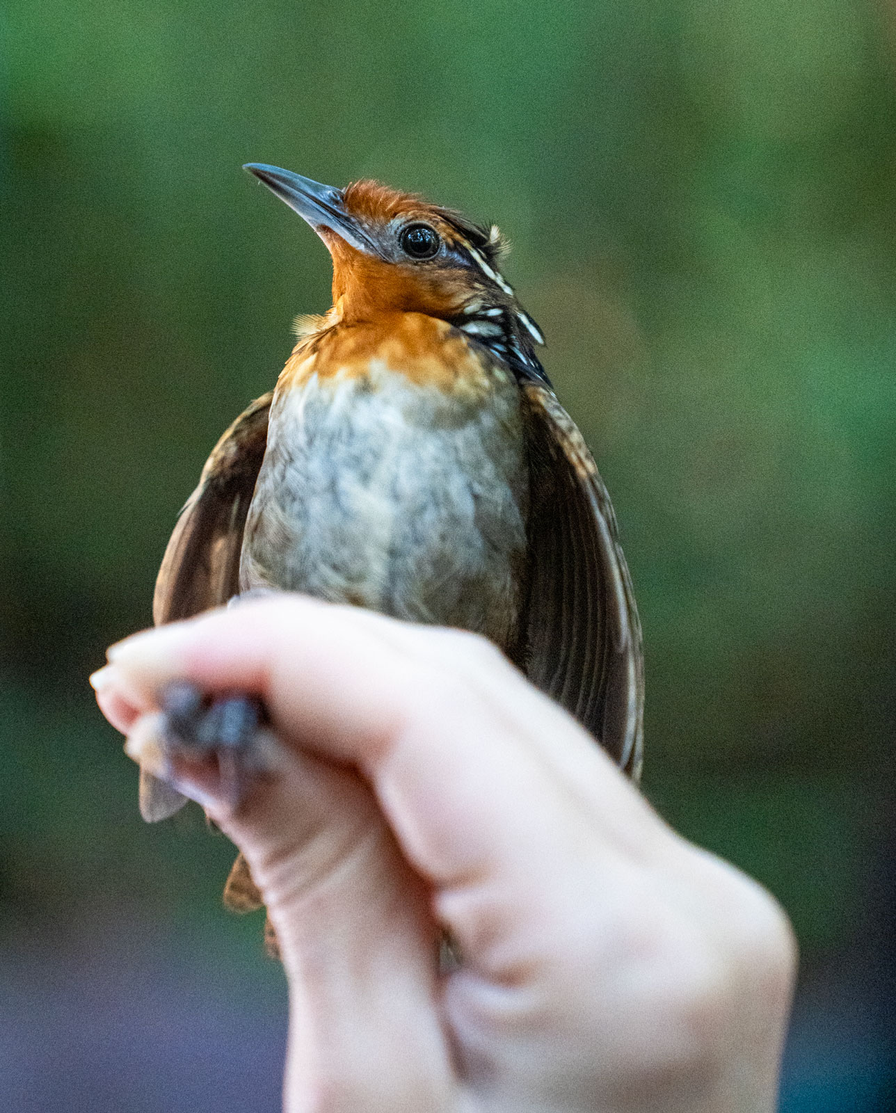 Một m&ugrave;a xu&acirc;n im lặng đang đến- Ảnh 1.