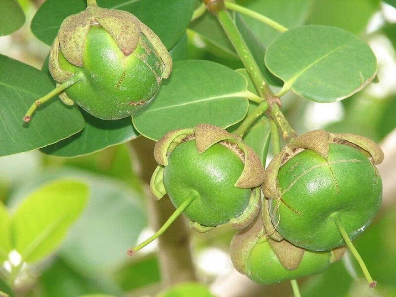 Loại quả "nghèo nhất Việt Nam" được dân tình thi nhau săn lùng- Ảnh 4. Loại quả "nghèo nhất Việt Nam" được dân tình thi nhau săn lùng- Ảnh 4.