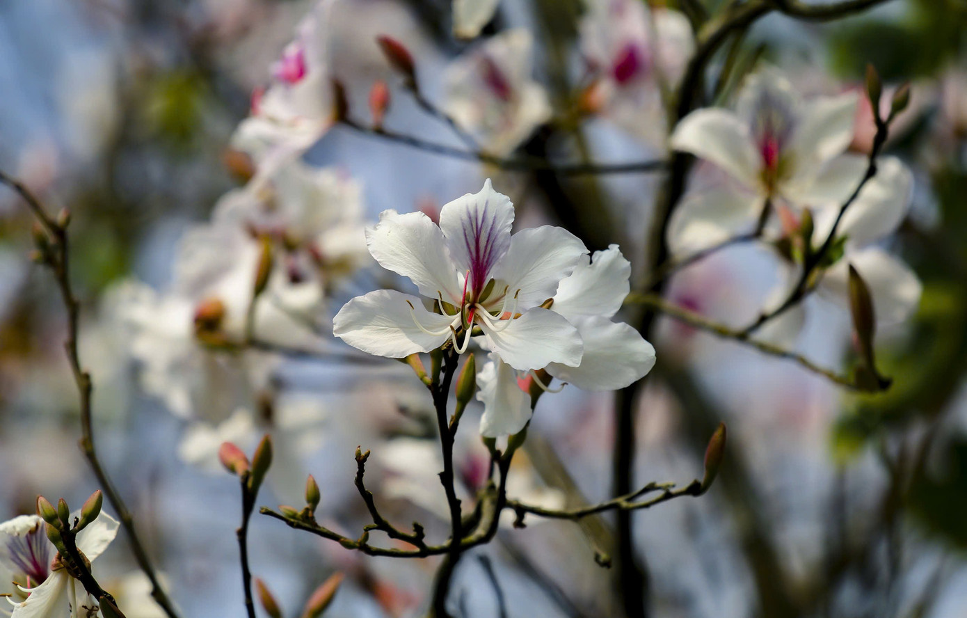 Hoa ban bung nở ngập tr&agrave;n Điện Bi&ecirc;n- Ảnh 5.