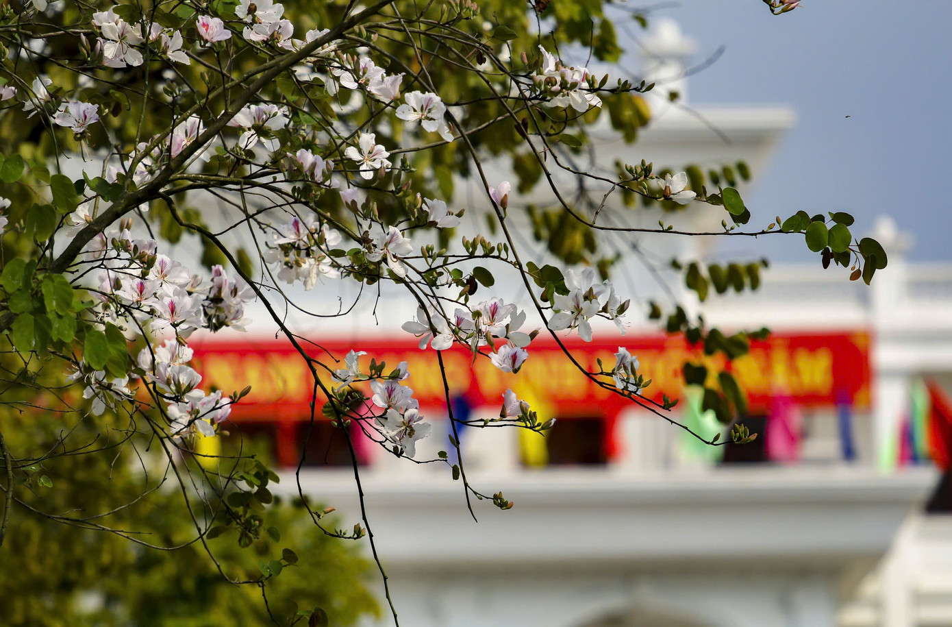 Hoa ban bung nở ngập tr&agrave;n Điện Bi&ecirc;n- Ảnh 3.