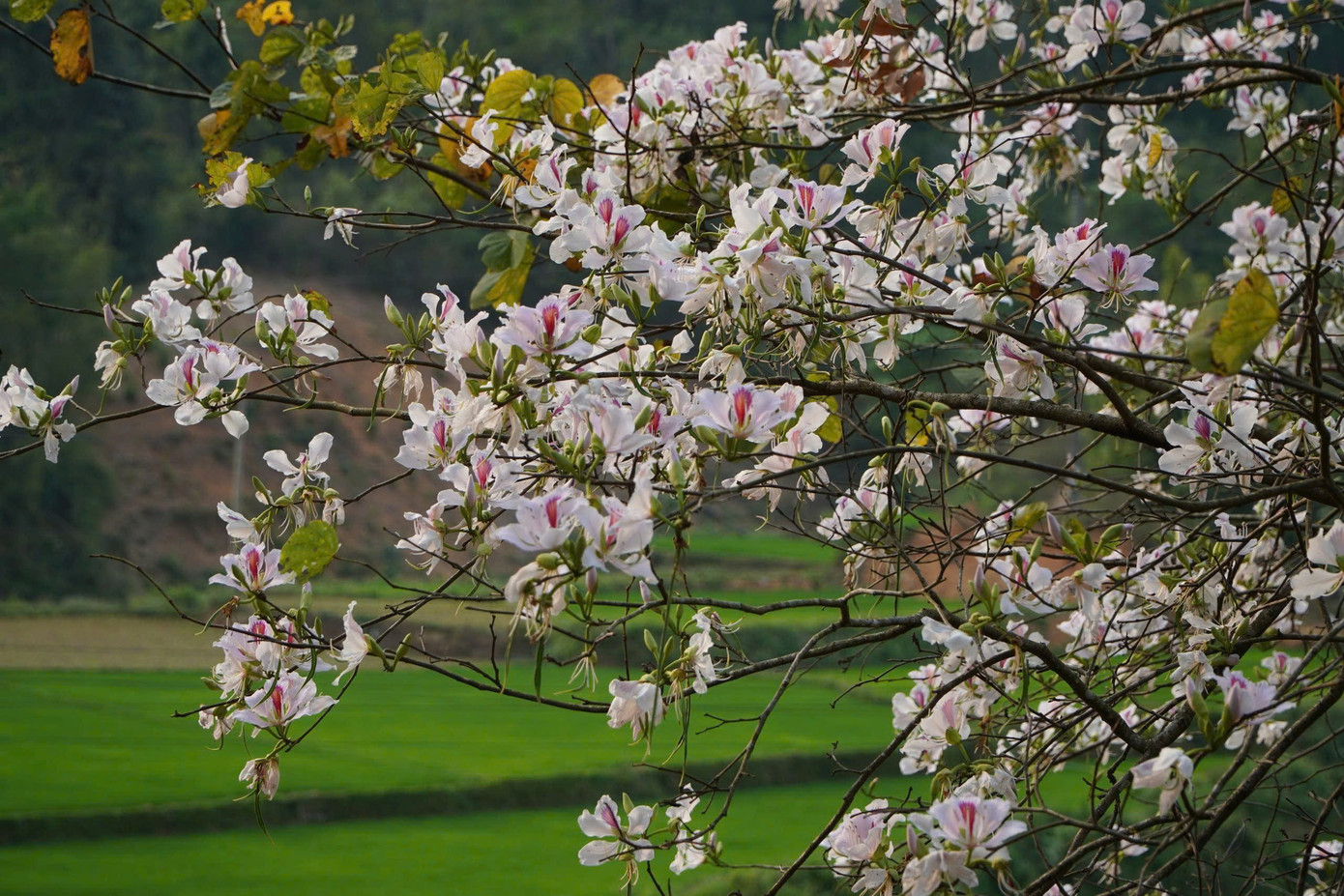 Hoa ban bung nở ngập tr&agrave;n Điện Bi&ecirc;n- Ảnh 9.