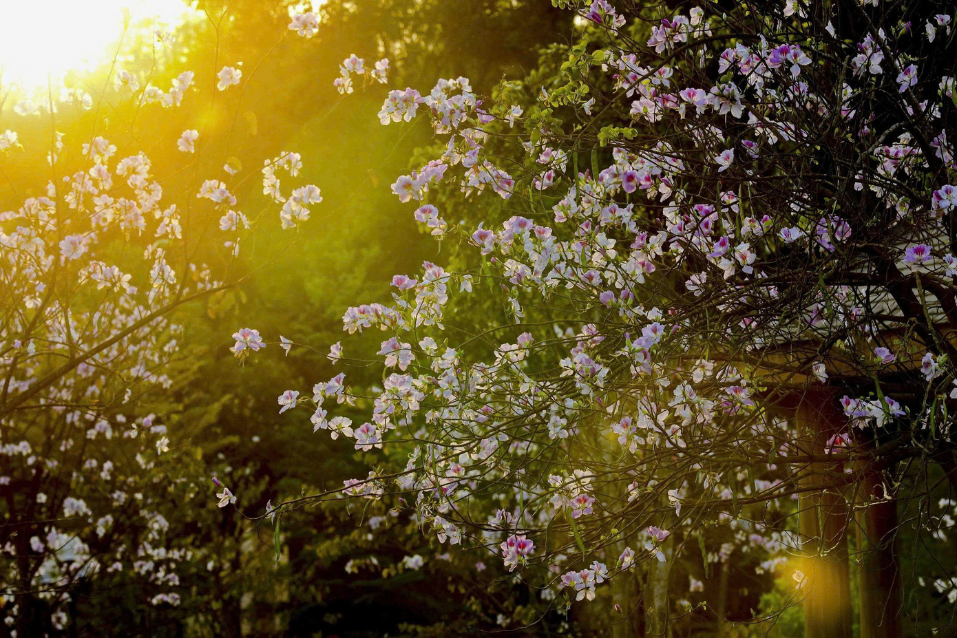 Hoa ban bung nở ngập tr&agrave;n Điện Bi&ecirc;n- Ảnh 12.