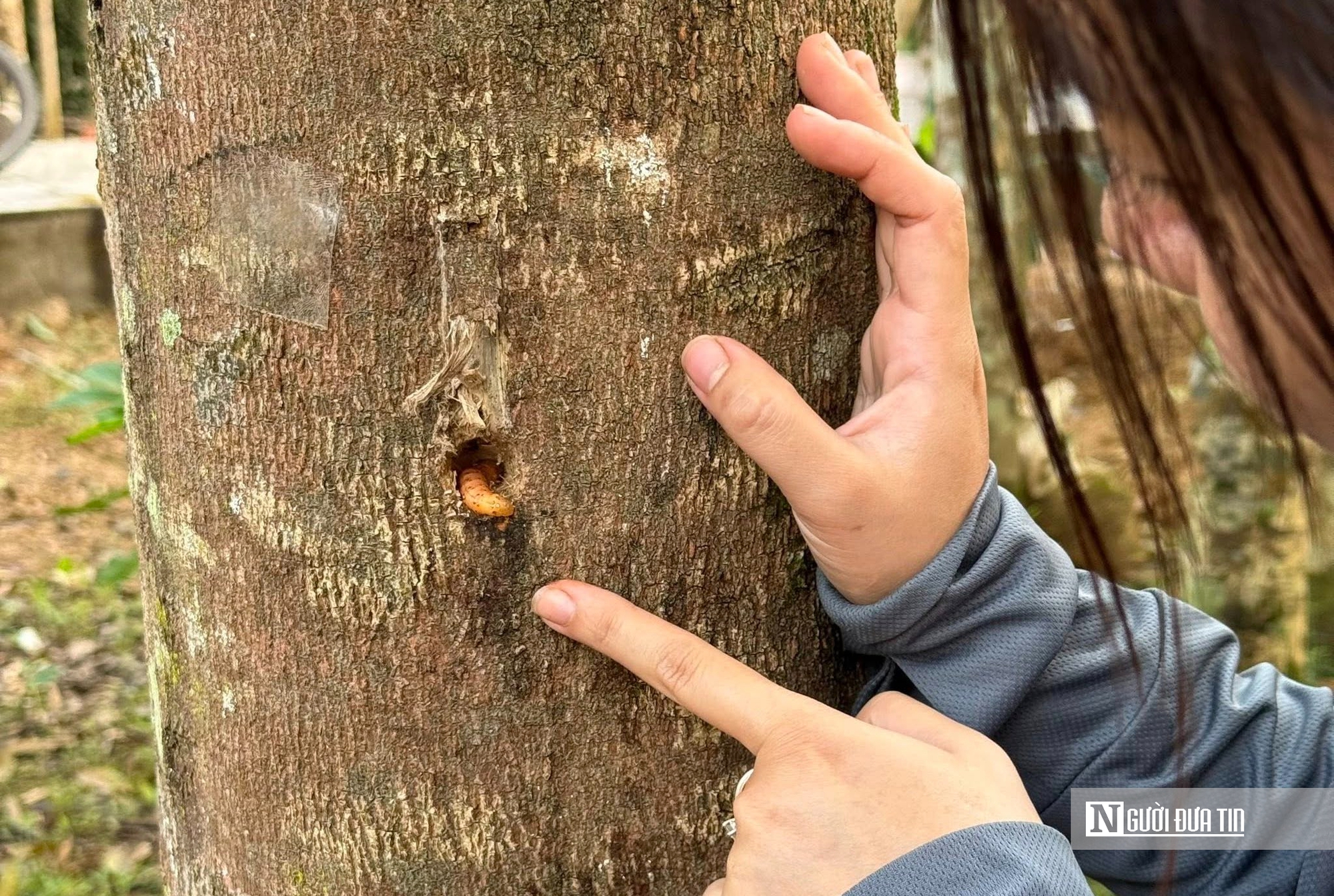 C&ocirc; g&aacute;i trẻ từ bỏ phố thị xa hoa, trở về qu&ecirc; khởi nghiệp với nghề truyền thống- Ảnh 2.