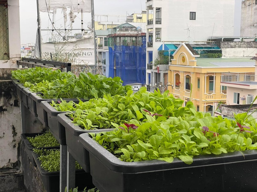 Cận cảnh khu vườn "2 trong 1" tr&ecirc;n tầng 5, nu&ocirc;i c&aacute; trồng rau kh&eacute;p k&iacute;n, thu hoạch cả nửa tạ dưa lưới- Ảnh 4.