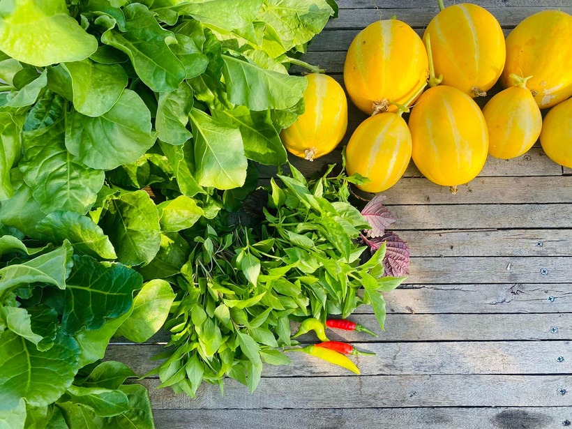 Cận cảnh khu vườn "2 trong 1" tr&ecirc;n tầng 5, nu&ocirc;i c&aacute; trồng rau kh&eacute;p k&iacute;n, thu hoạch cả nửa tạ dưa lưới- Ảnh 5.