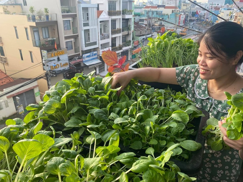 Cận cảnh khu vườn "2 trong 1" tr&ecirc;n tầng 5, nu&ocirc;i c&aacute; trồng rau kh&eacute;p k&iacute;n, thu hoạch cả nửa tạ dưa lưới- Ảnh 6.