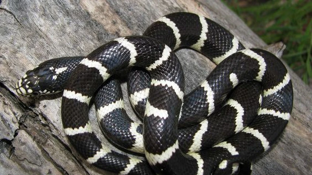 Đang nằm nền nh&agrave;, b&eacute; 7 tuổi h&eacute;t lớn bố mẹ chạy v&agrave;o thấy cảnh tượng "đ&aacute;ng sợ"- Ảnh 2.