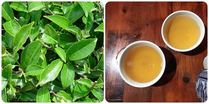 Uống nước tr&agrave; xanh tươi h&agrave;ng ng&agrave;y c&oacute; t&aacute;c dụng g&igrave;?- Ảnh 1.