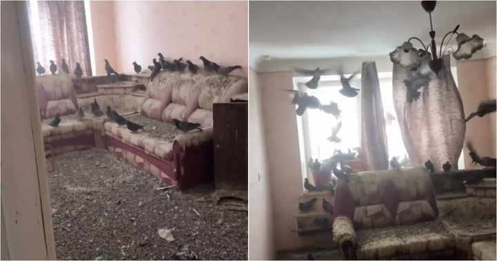 Trở về sau 3 năm đi l&agrave;m xa, người đ&agrave;n &ocirc;ng t&aacute; hỏa v&igrave; nh&agrave; th&agrave;nh 'tổ chim khổng lồ'- Ảnh 1.