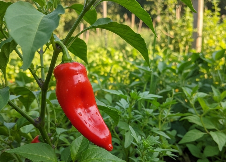 Loại quả quen thuộc được v&iacute; như thuốc giảm đau tự nhi&ecirc;n- Ảnh 1.