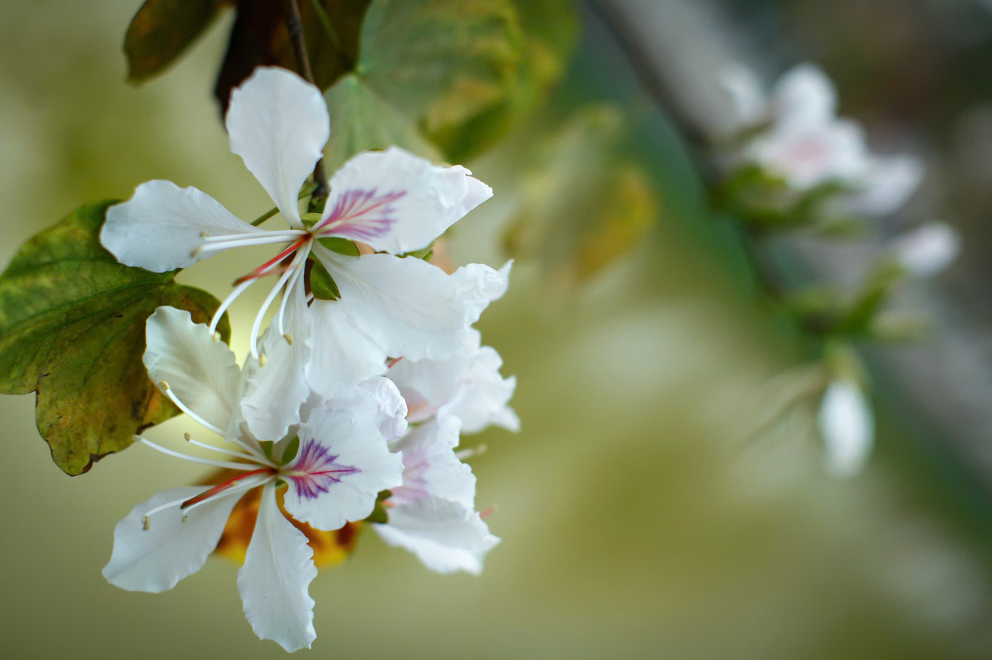 Hoa ban bung nở ngập tr&agrave;n Điện Bi&ecirc;n- Ảnh 6.