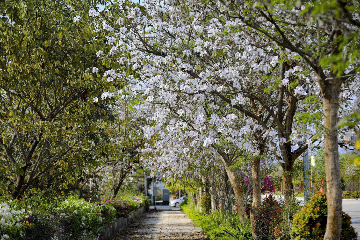 Hoa ban bung nở ngập tr&agrave;n Điện Bi&ecirc;n- Ảnh 10.