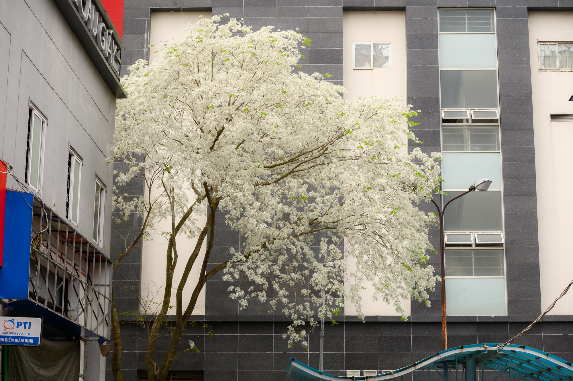 Cả H&agrave; Nội ph&aacute;t sốt v&igrave; những c&acirc;y hoa n&agrave;y: Chỗ đẹp như ng&ocirc;n t&igrave;nh, nơi đ&atilde; x&aacute;c xơ - đi nhầm ph&iacute; c&ocirc;ng v&ocirc; &iacute;ch!- Ảnh 1.