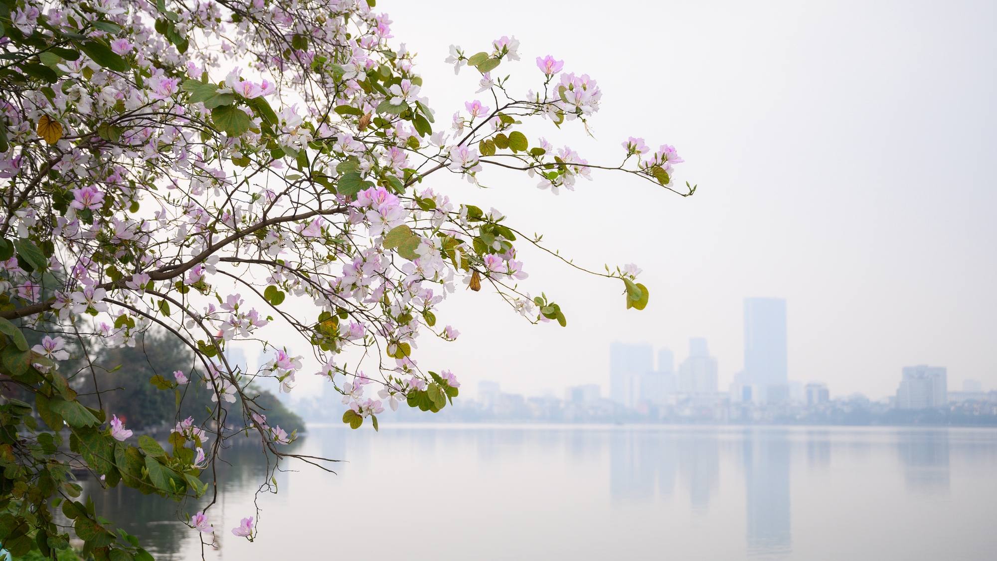 Cả H&agrave; Nội ph&aacute;t sốt v&igrave; những c&acirc;y hoa n&agrave;y: Chỗ đẹp như ng&ocirc;n t&igrave;nh, nơi đ&atilde; x&aacute;c xơ - đi nhầm ph&iacute; c&ocirc;ng v&ocirc; &iacute;ch!- Ảnh 15.