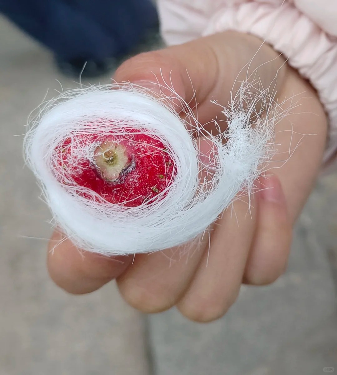 Ở v&ugrave;ng n&agrave;y c&oacute; m&oacute;n kẹo tơ sen lạ l&ugrave;ng: H&oacute;a ra lại l&agrave; thức qu&agrave; tuổi thơ lớn c&ugrave;ng bao người d&acirc;n Việt!- Ảnh 11.