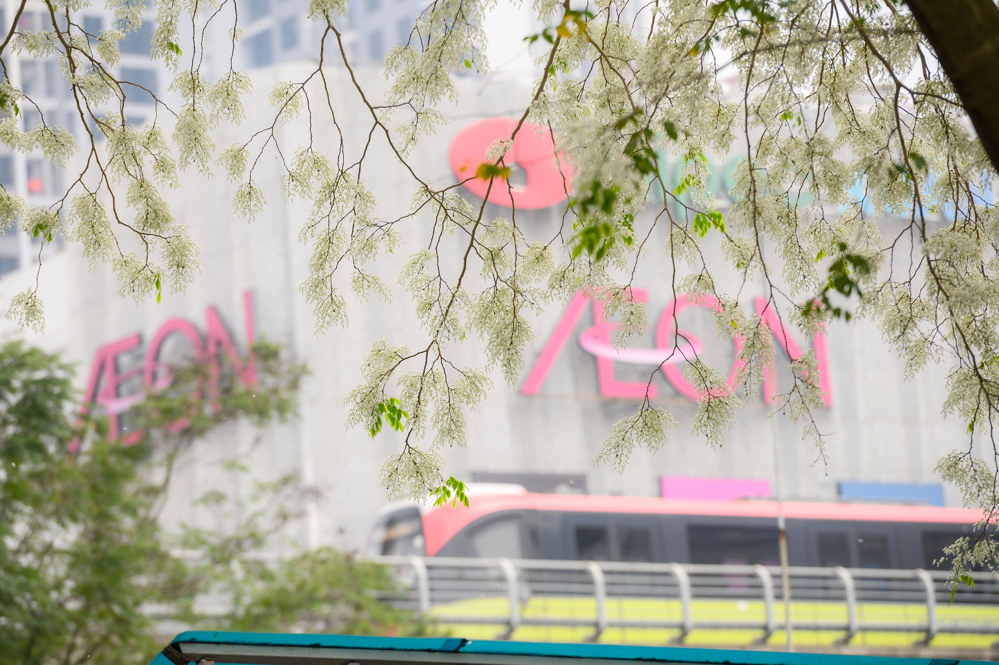 Cả H&agrave; Nội ph&aacute;t sốt v&igrave; những c&acirc;y hoa n&agrave;y: Chỗ đẹp như ng&ocirc;n t&igrave;nh, nơi đ&atilde; x&aacute;c xơ - đi nhầm ph&iacute; c&ocirc;ng v&ocirc; &iacute;ch!- Ảnh 2.