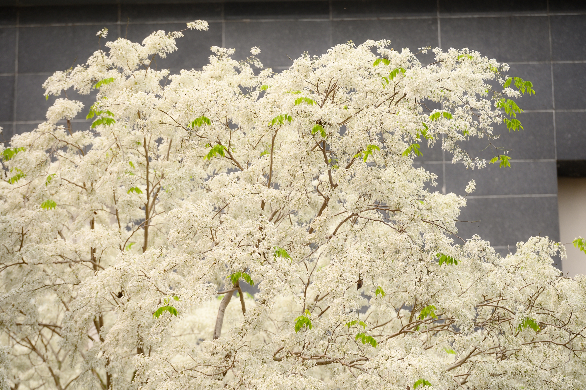 Cả H&agrave; Nội ph&aacute;t sốt v&igrave; những c&acirc;y hoa n&agrave;y: Chỗ đẹp như ng&ocirc;n t&igrave;nh, nơi đ&atilde; x&aacute;c xơ - đi nhầm ph&iacute; c&ocirc;ng v&ocirc; &iacute;ch!- Ảnh 3.