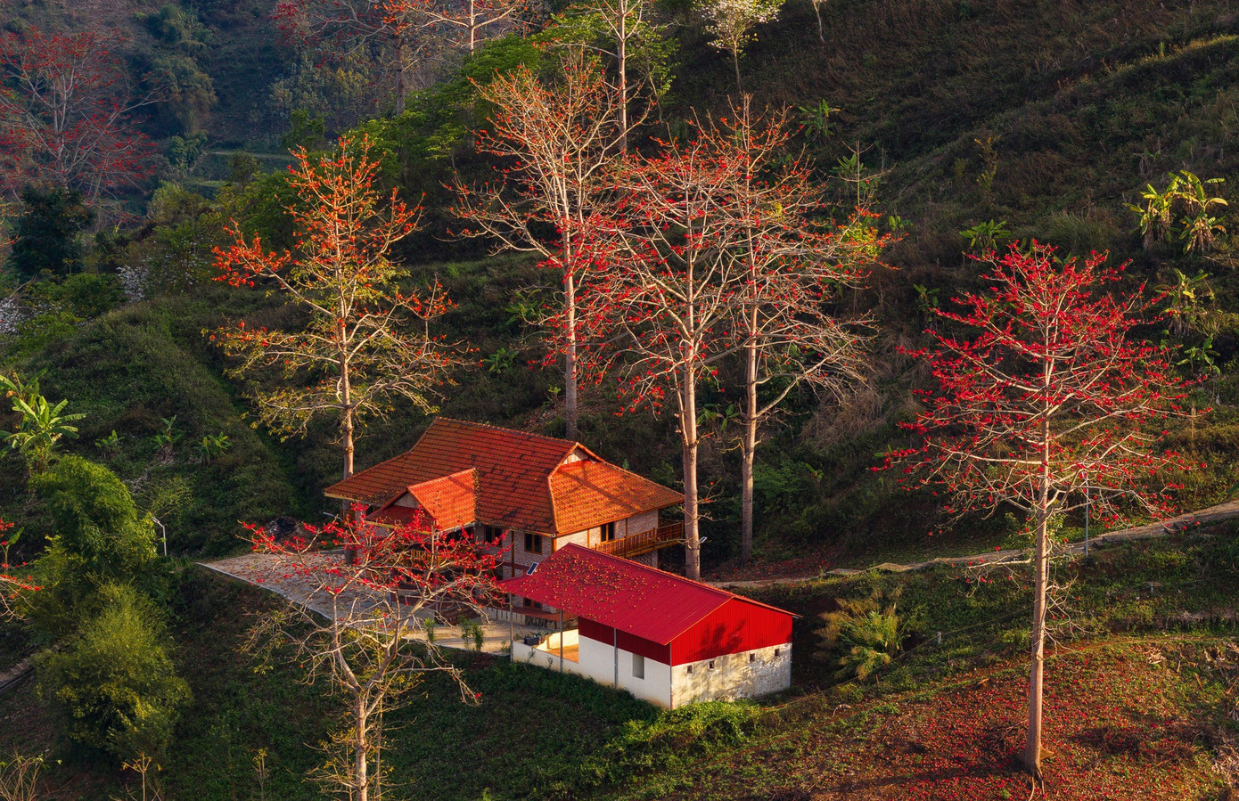 Hoa gạo 'thắp lửa' khắp n&uacute;i rừng T&acirc;y Bắc- Ảnh 11.
