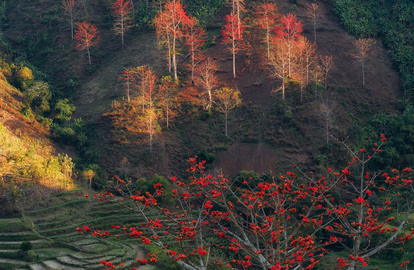 Hoa gạo 'thắp lửa' khắp n&uacute;i rừng T&acirc;y Bắc- Ảnh 7.