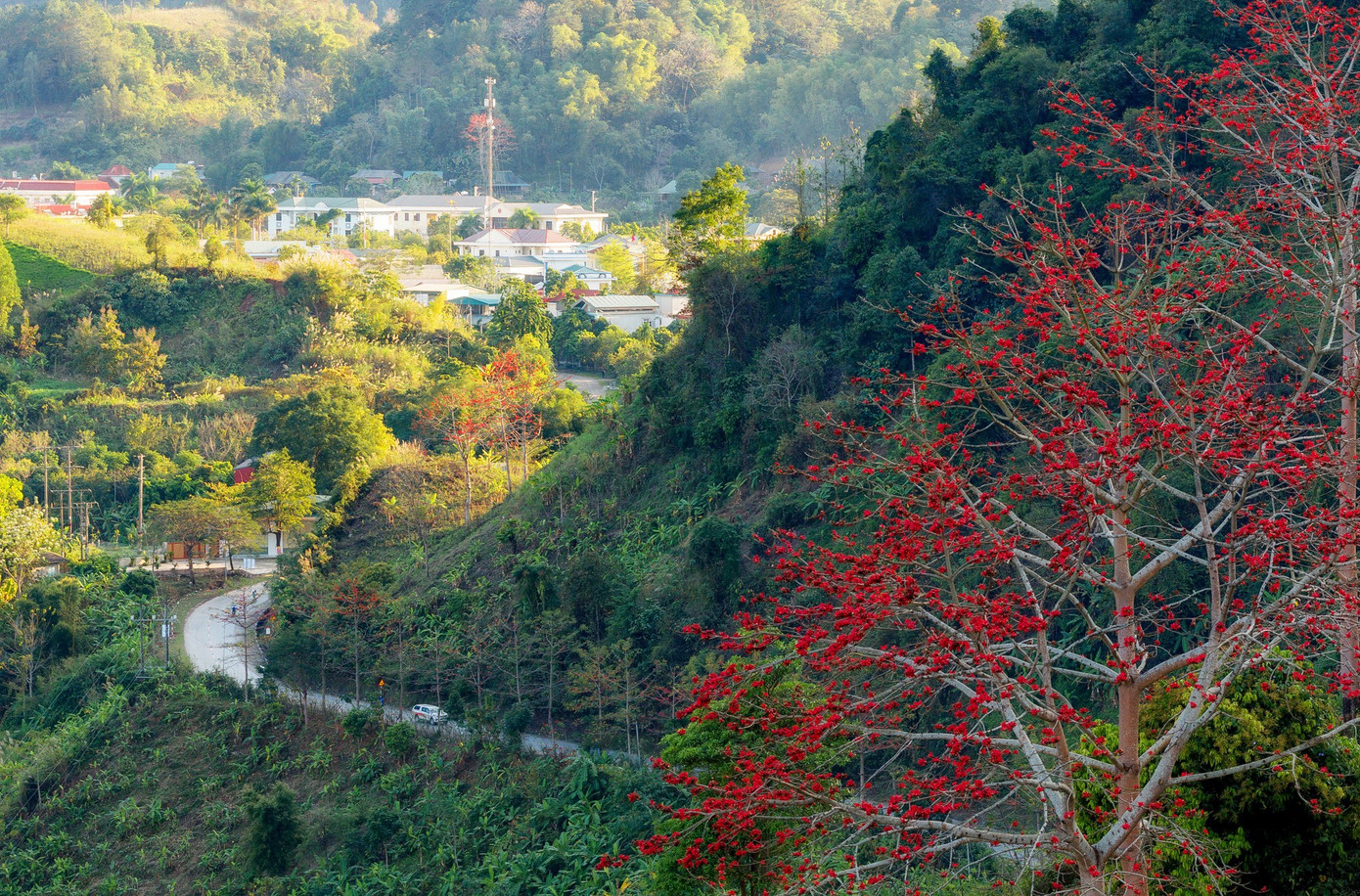 Hoa gạo 'thắp lửa' khắp n&uacute;i rừng T&acirc;y Bắc- Ảnh 4.