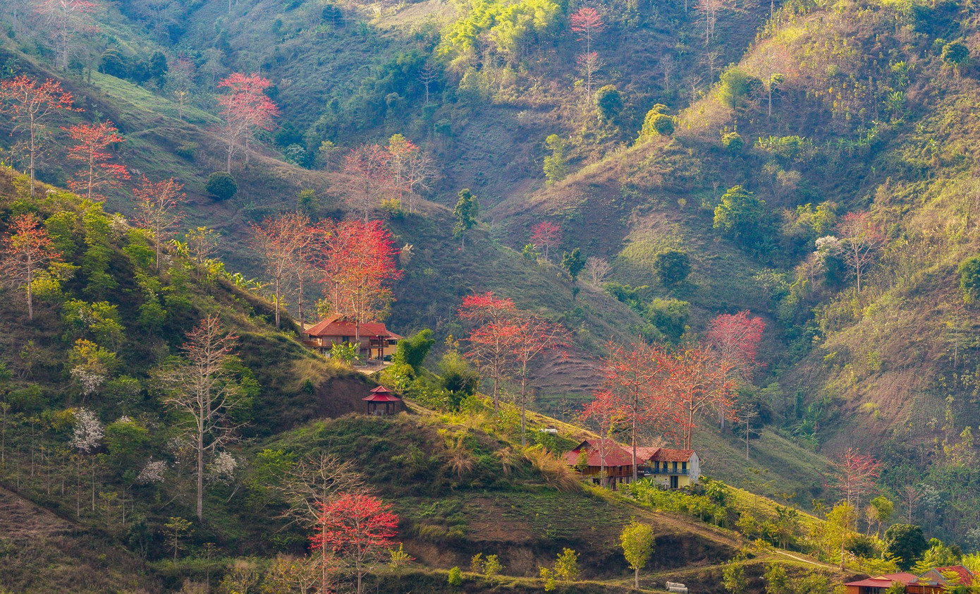 Hoa gạo 'thắp lửa' khắp n&uacute;i rừng T&acirc;y Bắc- Ảnh 2.