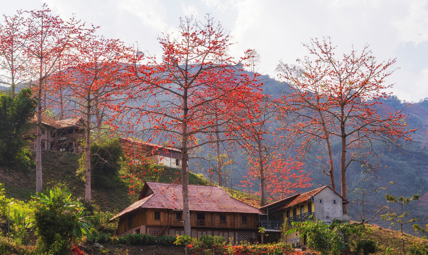 Hoa gạo 'thắp lửa' khắp n&uacute;i rừng T&acirc;y Bắc- Ảnh 6.