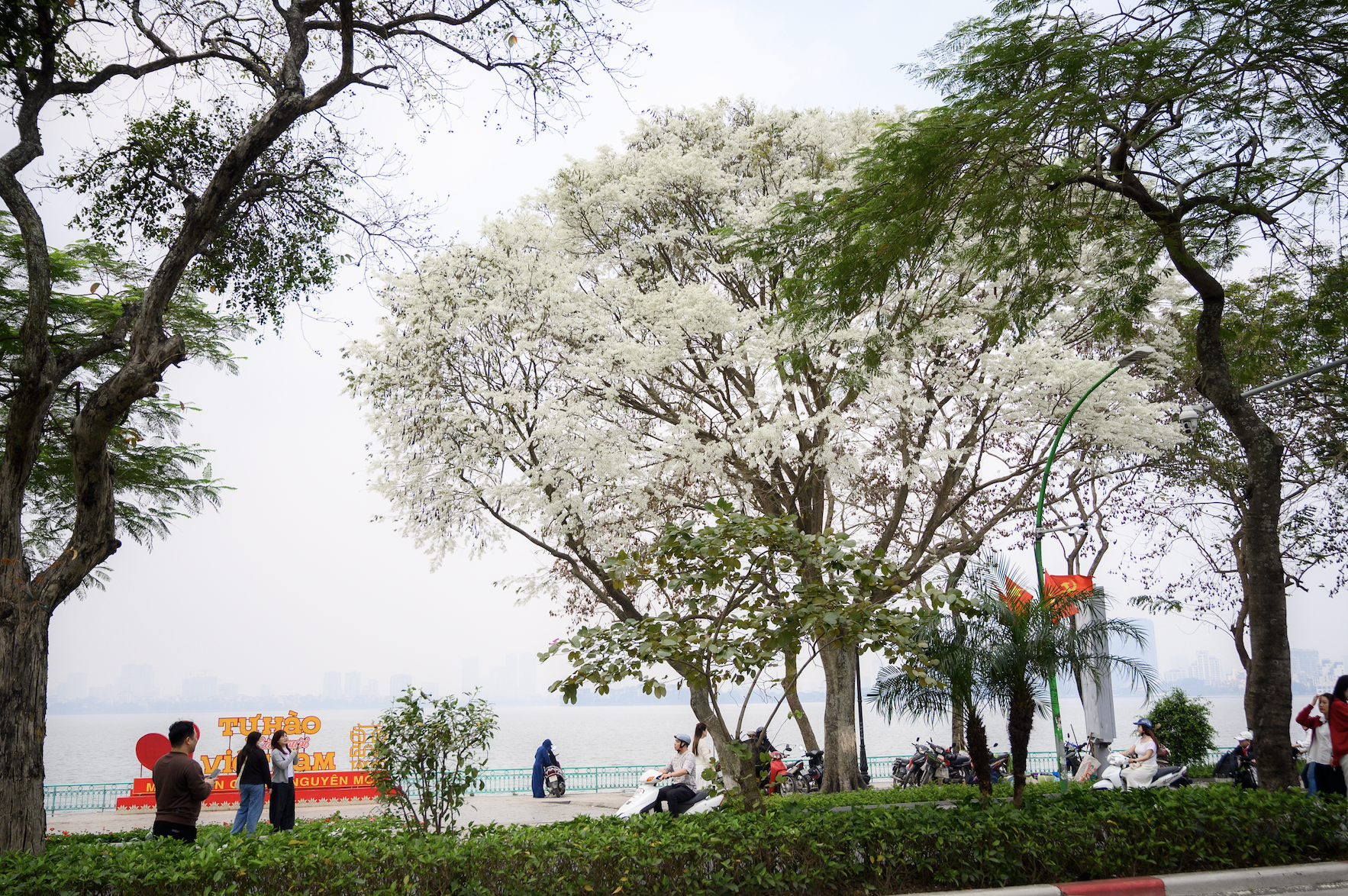 Cả H&agrave; Nội ph&aacute;t sốt v&igrave; những c&acirc;y hoa n&agrave;y: Chỗ đẹp như ng&ocirc;n t&igrave;nh, nơi đ&atilde; x&aacute;c xơ - đi nhầm ph&iacute; c&ocirc;ng v&ocirc; &iacute;ch!- Ảnh 6.