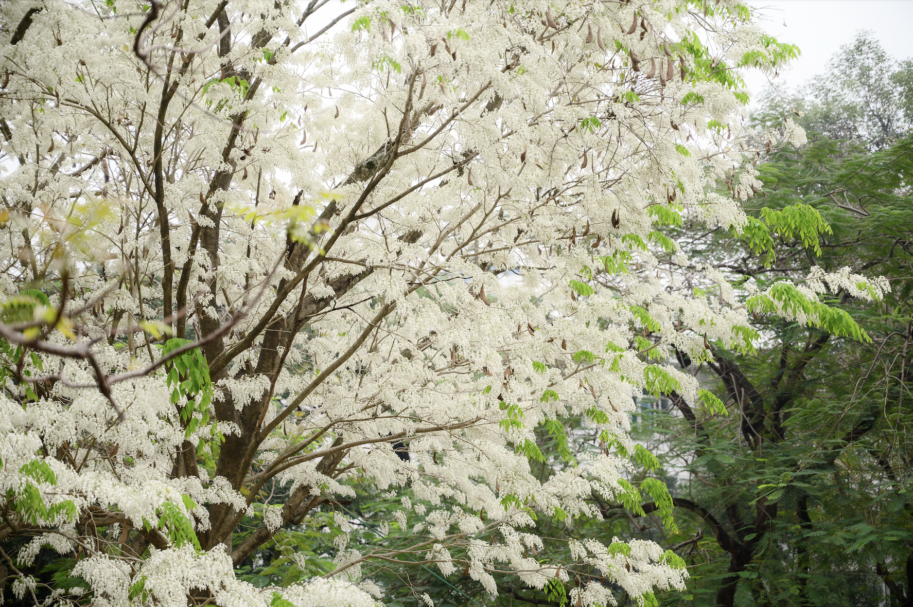 Cả H&agrave; Nội ph&aacute;t sốt v&igrave; những c&acirc;y hoa n&agrave;y: Chỗ đẹp như ng&ocirc;n t&igrave;nh, nơi đ&atilde; x&aacute;c xơ - đi nhầm ph&iacute; c&ocirc;ng v&ocirc; &iacute;ch!- Ảnh 11.