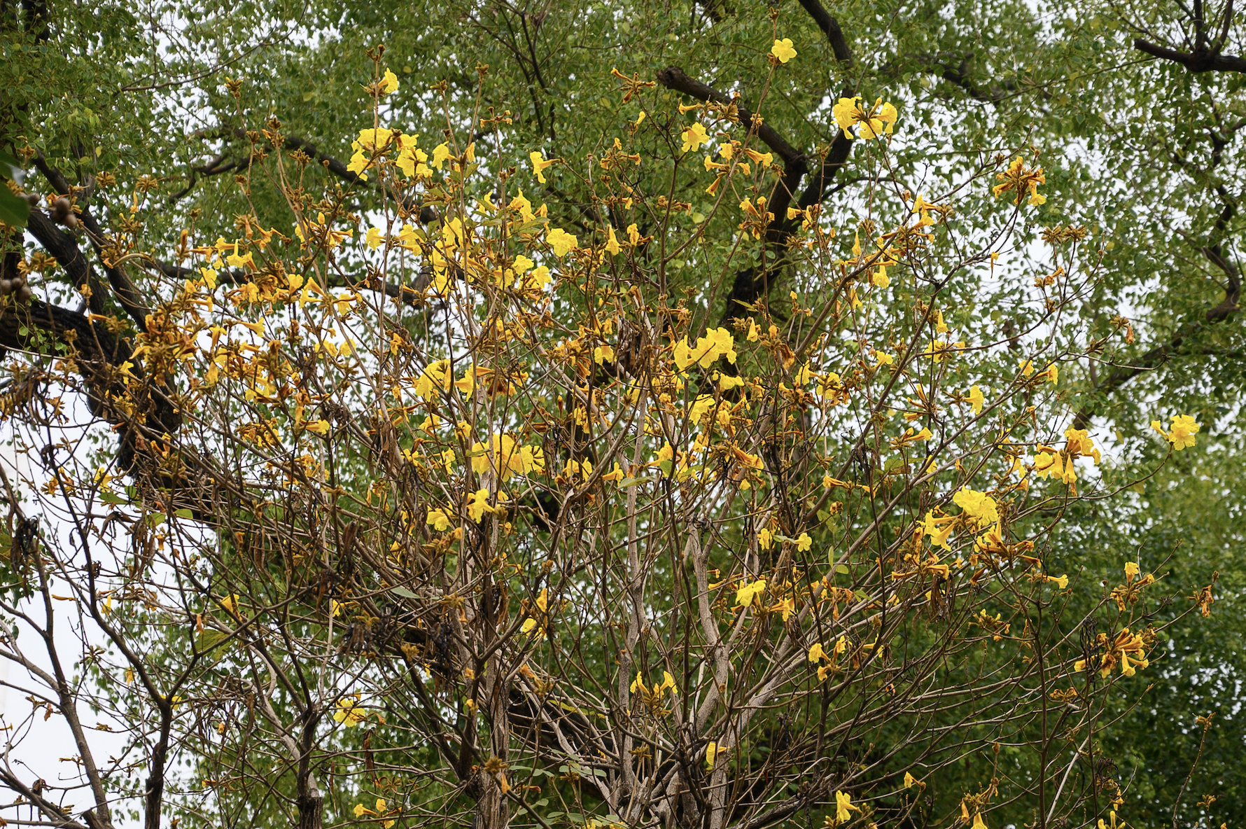 Cả H&agrave; Nội ph&aacute;t sốt v&igrave; những c&acirc;y hoa n&agrave;y: Chỗ đẹp như ng&ocirc;n t&igrave;nh, nơi đ&atilde; x&aacute;c xơ - đi nhầm ph&iacute; c&ocirc;ng v&ocirc; &iacute;ch!- Ảnh 20.