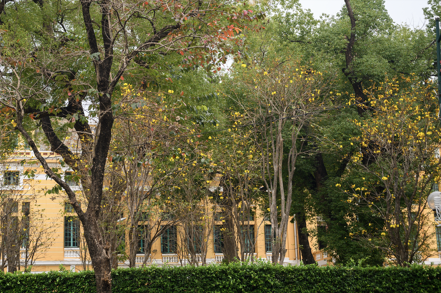 Cả H&agrave; Nội ph&aacute;t sốt v&igrave; những c&acirc;y hoa n&agrave;y: Chỗ đẹp như ng&ocirc;n t&igrave;nh, nơi đ&atilde; x&aacute;c xơ - đi nhầm ph&iacute; c&ocirc;ng v&ocirc; &iacute;ch!- Ảnh 21.