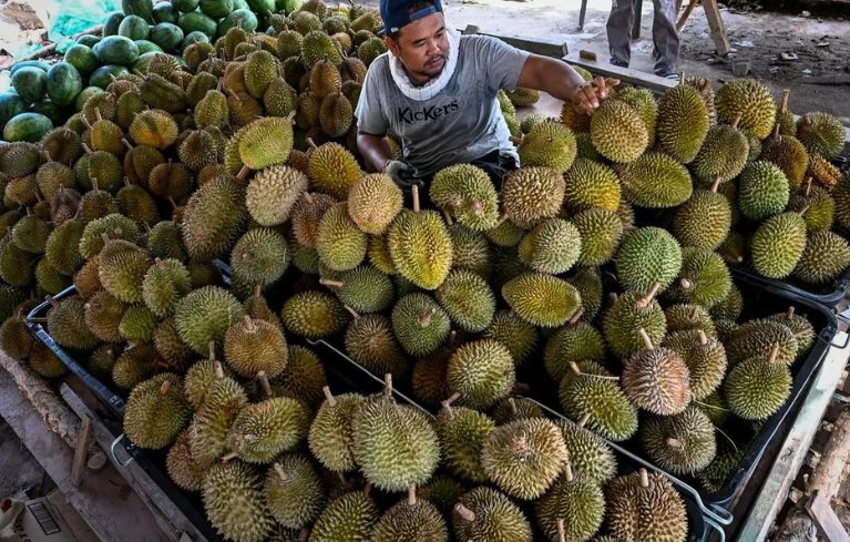 Buồn của thủ phủ sầu ri&ecirc;ng Đ&ocirc;ng Nam &Aacute;: 'Năm ngo&aacute;i t&ocirc;i thu hoạch khoảng 3.500 quả/300 c&acirc;y, năm nay c&ograve;n c&oacute; 500 quả'- Ảnh 1.