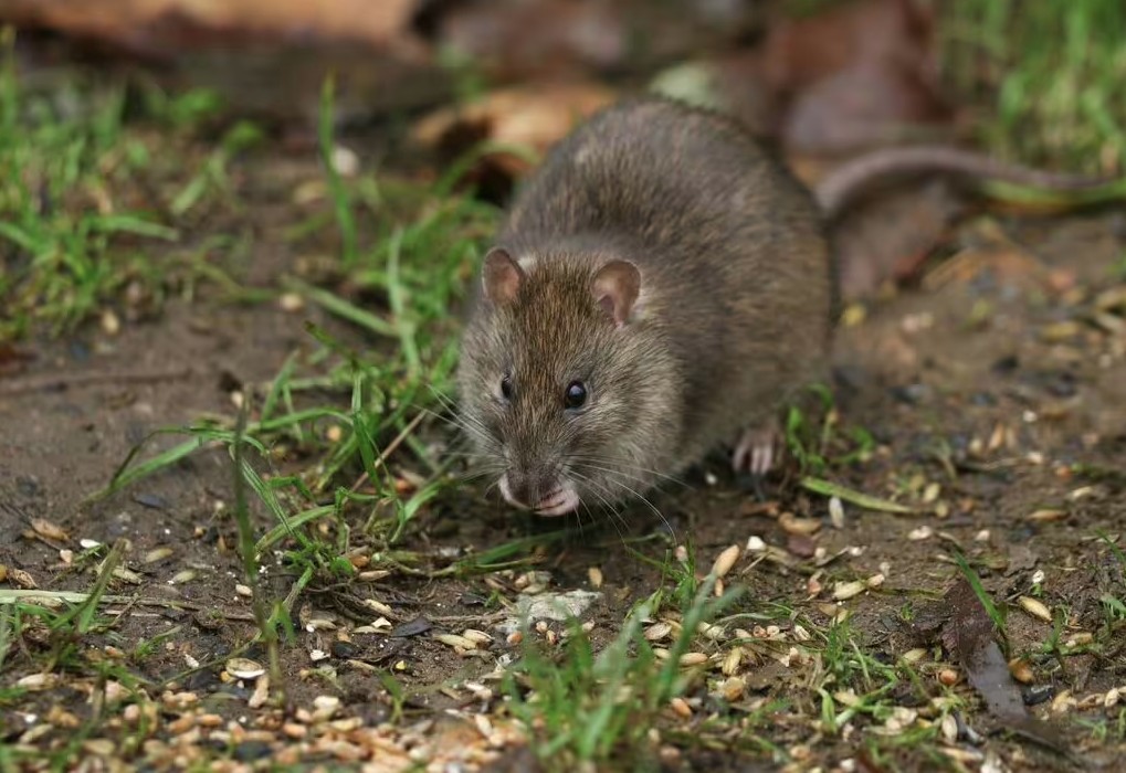 8 “thủ phạm” lôi kéo chuột vào nhà mùa xuân này: Sửa ngay còn kịp!- Ảnh 1. 8 “thủ phạm” lôi kéo chuột vào nhà mùa xuân này: Sửa ngay còn kịp!- Ảnh 1.