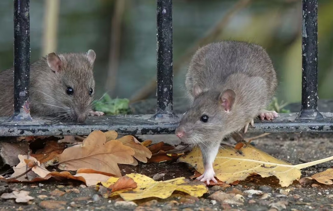 8 “thủ phạm” lôi kéo chuột vào nhà mùa xuân này: Sửa ngay còn kịp!- Ảnh 2. 8 “thủ phạm” lôi kéo chuột vào nhà mùa xuân này: Sửa ngay còn kịp!- Ảnh 2.