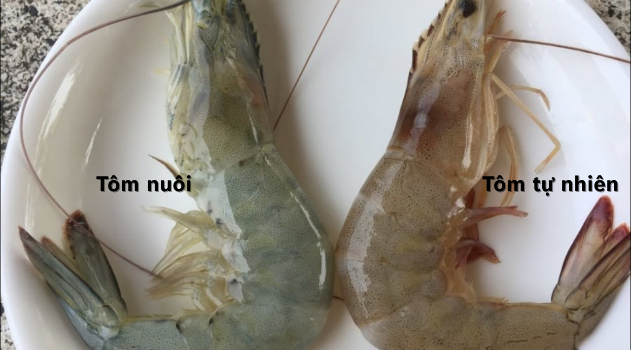 Mẹo "xương m&aacute;u" ph&acirc;n biệt t&ocirc;m nu&ocirc;i v&agrave; t&ocirc;m tự nhi&ecirc;n, người b&aacute;n &iacute;t khi tiết lộ- Ảnh 1.