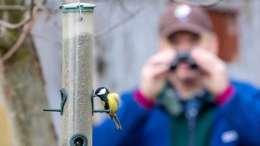 Lợi &iacute;ch bất ngờ của việc ngắm chim- Ảnh 1.