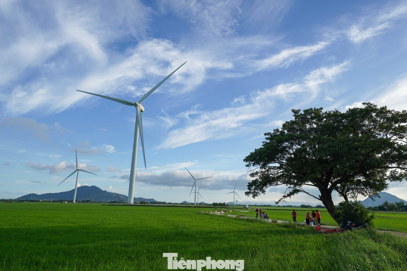 Đẹp lịm tim ho&agrave;ng h&ocirc;n ở c&aacute;nh đồng điện gi&oacute;- Ảnh 6.