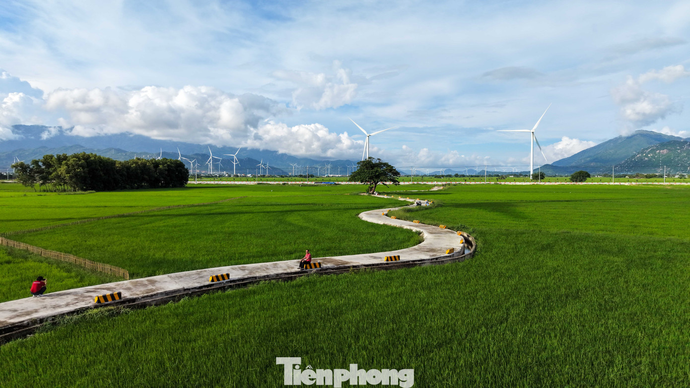 Đẹp lịm tim ho&agrave;ng h&ocirc;n ở c&aacute;nh đồng điện gi&oacute;- Ảnh 9.