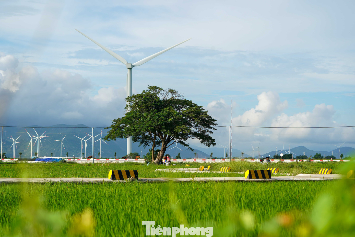 Đẹp lịm tim ho&agrave;ng h&ocirc;n ở c&aacute;nh đồng điện gi&oacute;- Ảnh 7.