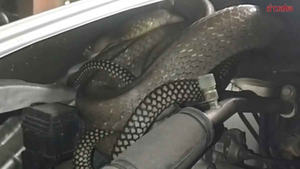 Nghe tiếng động bất thường dưới nắp xe, người đàn ông mở ra rồi kinh hoàng phát hiện 'bóng đen' dài 3 mét- Ảnh 2. Nghe tiếng động bất thường dưới nắp xe, người đàn ông mở ra rồi kinh hoàng phát hiện 'bóng đen' dài 3 mét- Ảnh 2.