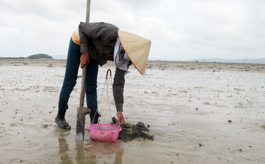 L&ugrave;ng sục &ldquo;v&agrave;ng r&ograve;ng&rdquo; dưới b&ugrave;n ở Quảng Ninh c&oacute; gi&aacute; 6 triệu/kg được d&acirc;n địa phương gọi l&agrave; &ldquo;vị thần&rdquo; của c&aacute;c m&oacute;n nước- Ảnh 2.
