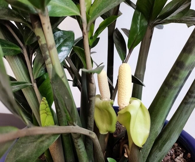 5 c&acirc;y ra hoa l&agrave; gia chủ "c&oacute; lộc", tiền bạc rủng rỉnh, vận may t&igrave;m đến tận cửa- Ảnh 1.