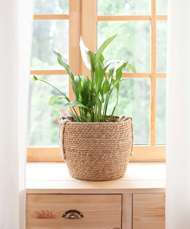 5 loại c&acirc;y cảnh kh&ocirc;ng n&ecirc;n mua kẻo ph&iacute; tiền, ph&iacute; sức- Ảnh 4.