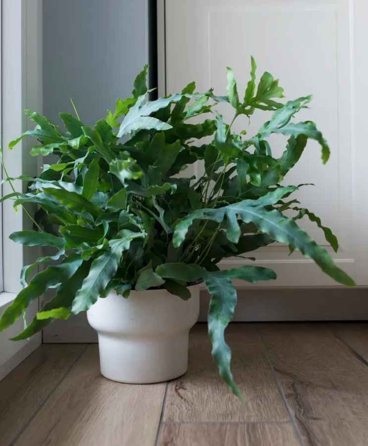 5 loại c&acirc;y cảnh kh&ocirc;ng n&ecirc;n mua kẻo ph&iacute; tiền, ph&iacute; sức- Ảnh 3.