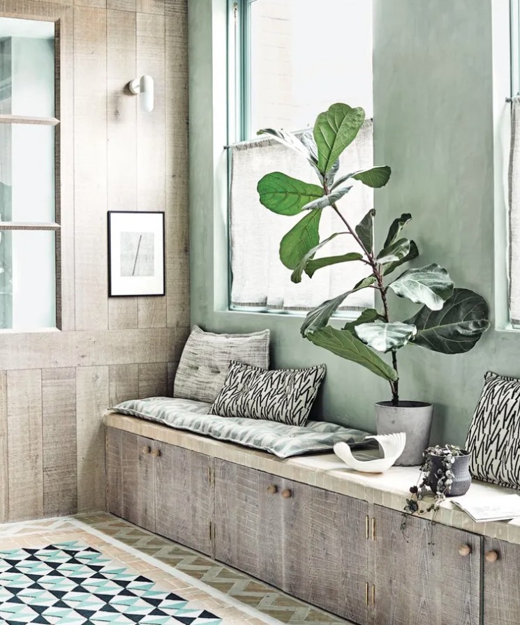 5 loại c&acirc;y cảnh kh&ocirc;ng n&ecirc;n mua kẻo ph&iacute; tiền, ph&iacute; sức- Ảnh 5.